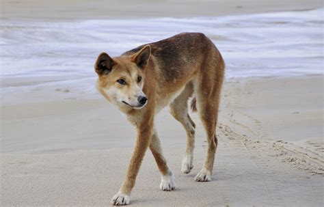 Connaissez vous le dingo seul canidé sauvage d Australie