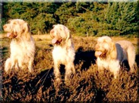 italian spinone breed information  pictures dooziedogcom