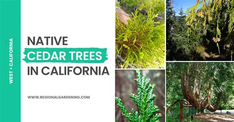 4 Types Of Cedar Trees In California Pictures And Identification