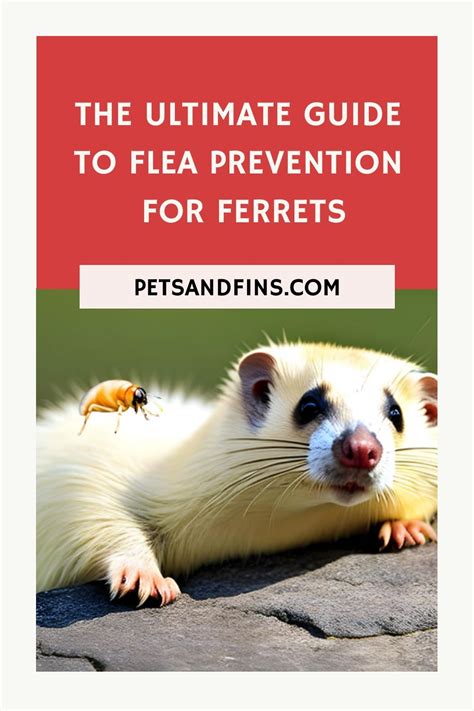 Pin On Ferret Facts