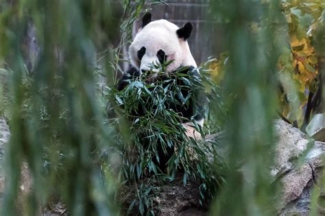 Mei Xiang The National Zoos Female Giant Panda Is Very Pregnant And