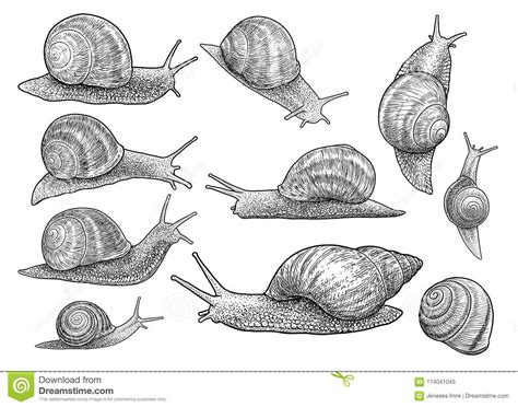 Garden Snail Illustration Drawing Engraving Ink Line