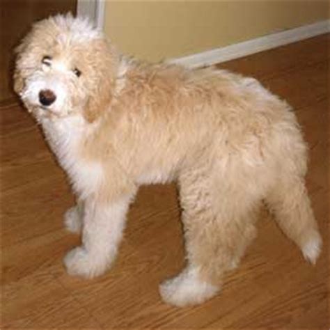 pyredoodle dog breed great pyrenees poodle mix