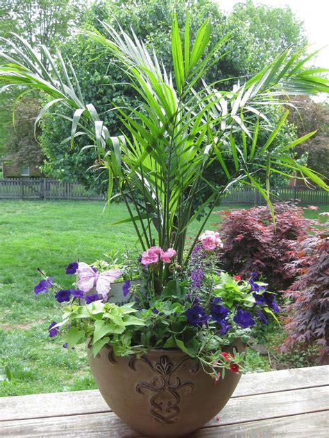 Love The Palm Large Container Garden 1000 Plants Container
