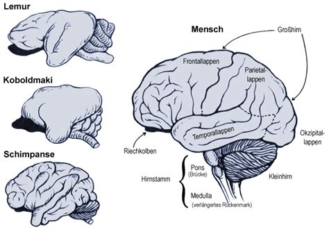 Anatomie Der Primaten Das Große Gehirn Biologie Seitede