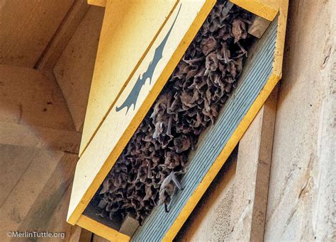 Improving Bat Houses In America Merlin Tuttles Bat Conservation
