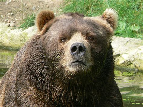 Filemale Kodiak Bear Face Wikipedia