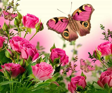 Download Bud Pink Butterfly Flower Artistic Rose Hd Wallpaper