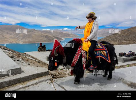 Tourist Riding A Yak Stock Photo Alamy