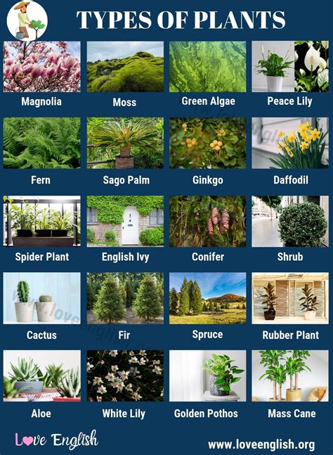 List The Name Of Different Types Of Plants Octopussgardencafe