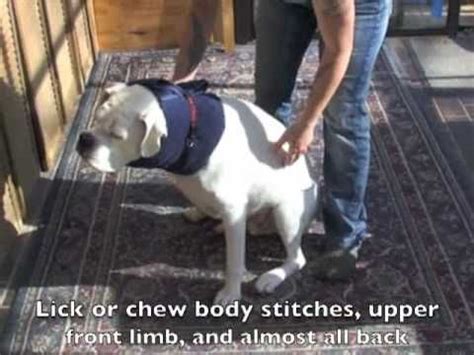 Homemade dog cones or diy dog cone collars are also an option. Make Your Own E-Collar For Dogs | Diy dog collar, Dog cone, Dog cone alternative