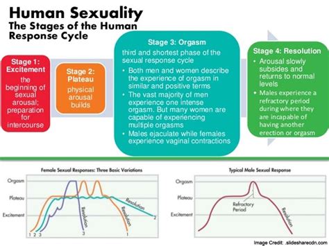 Cykl Odpowiedzi Seksualnej 4 Etapy Odpowiedzi Seksualnej