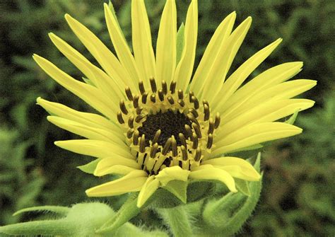 Meadow Garden Compass Plant Learn About Growing Compass