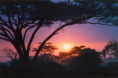 Pink African Sunrise Stock Image Image Of African Natural 22513295