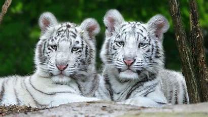 Tiger Cubs Cub Siberian Tigers Wallpapers Vertical