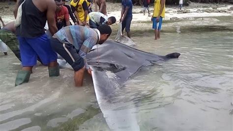 Ikan paus mati di manokwari. Ikan pari kering terbesar di provinsi papua barat tepatnya ...