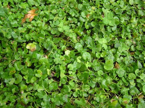 Dichondra A Perfect Replacement For The Classic Lawn