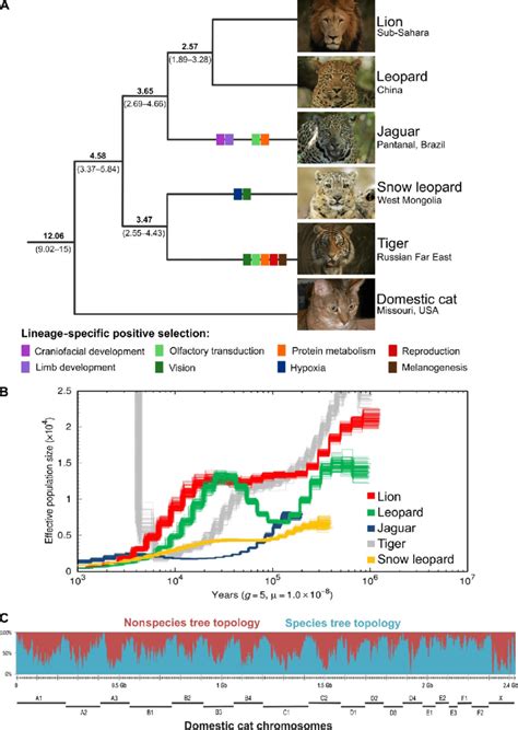Evolutionary History Of The Great Cats A Species Tree Of The Genus Download Scientific