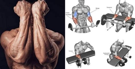build powerful forearms the top 5 exercises for massive forearms forearm workout best
