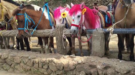 Horse Back Riding At Wright Parkbaguio City Youtube