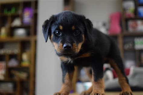 Rottweiler puppies for sale and dogs for adoption in connecticut, ct. Rottweilers Large Breed Puppies for Sale in Westchester, NY