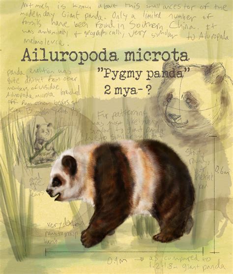 Ailuropoda Microta Dinopedia Fandom Powered By Wikia