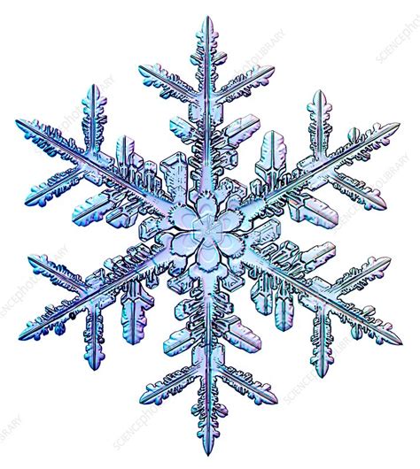 Light Micrograph Of A Fernlike Stellar Dendrite Snowflake Snowflakes