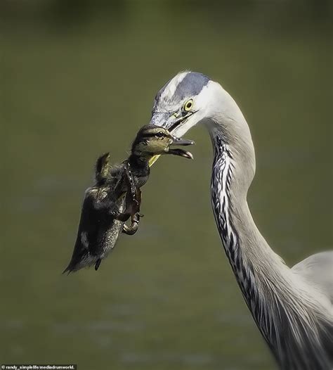 And For Starters Ill Have The Duckling Merciless Heron Nabs Duckling That Swam A Little Too