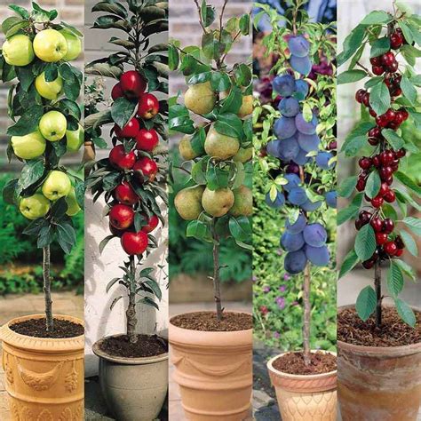 Incredible Container Fruit Gardening References Atelieartemae