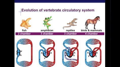 Evolution Of The Circulatory System