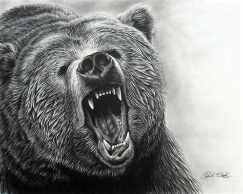 Grizzly Bear Wallpaper Widescreen Grizzly Bear Drawing Bear Face