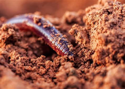 Ver de terre lombric intérêt rôle et utilité au jardin