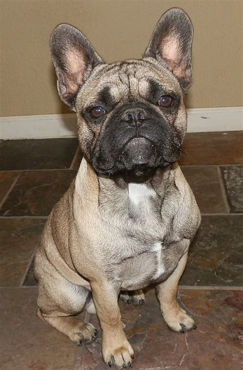 French breeders sought to consistently produce the erect bat ears, much to the chagrin of english breeders. French Bulldog Breeder - Bulldogs for Sale in Oklahoma | S ...