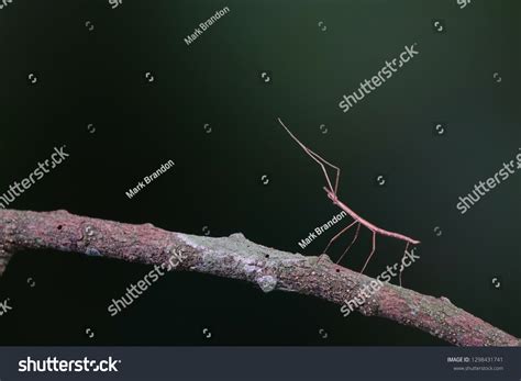 Walking Stick Insect Phasmids Known Stick Stock Photo 1298431741