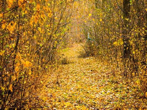 Autumnal Forest Road Stock Image Image Of Covered Foliar 128693691