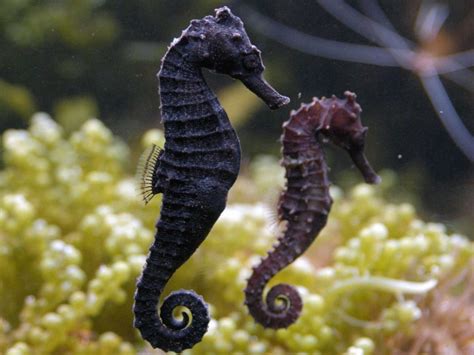 Male Seahorse Prepares To Give Birth 4 Seconds Later Stunning