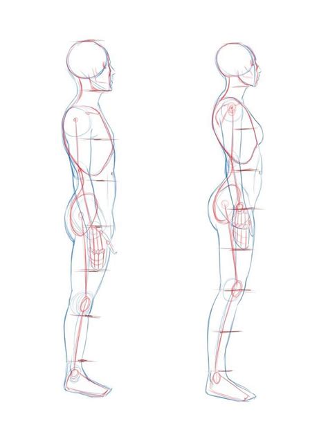 Side View Of Human Body Guy Drawing Body Reference Drawing Human