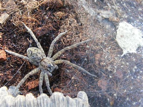 Giant Swamp Fishing Spider Flickr Photo Sharing