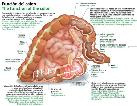 Definition of colon (entry 2 of 5). Función del colon Icarito