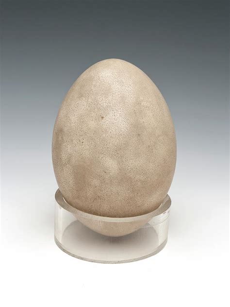 Rhea Egg Photograph By Ucl Grant Museum Of Zoology Fine Art America