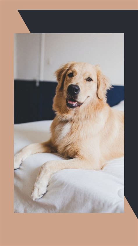 The 6 Best Dog Beds For Golden Retrievers 2021 Cool Dog Beds Golden