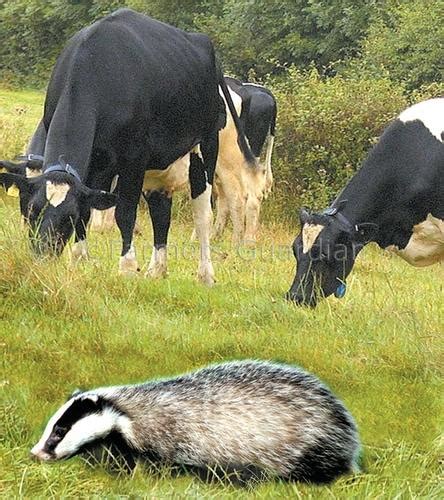 Plaid Alyn And Deeside The Badger Cull Order