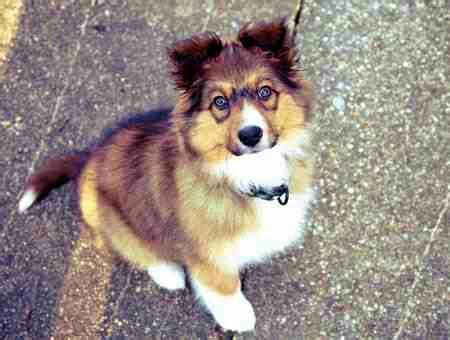 We have hundreds of available puppies and breeds for adoption. Miniature Sheltie Puppies