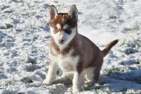 Brown Husky Is This The Most Beautiful Husky Color
