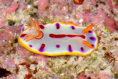 17 Species Of Beautiful Colorful Sea Slugs Discovered By Scientists