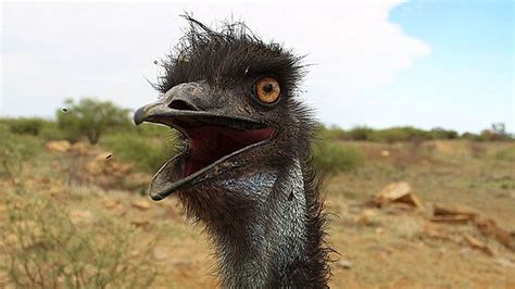 A large, flightless australian bird that has. Emu escapes farm, walks down busy road