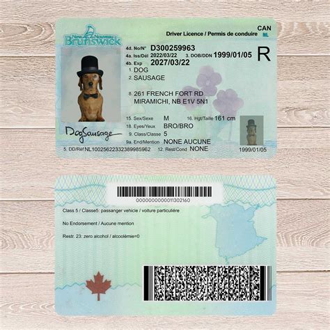 Canada Brunswick Driver License Template Driver License Template