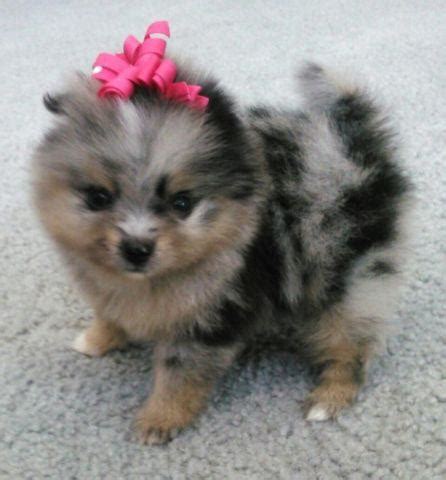Kilo and kali were owner surrenders due to owner moving. AKC MERLE POMERANIAN PUPPIES for Sale in Murrieta ...
