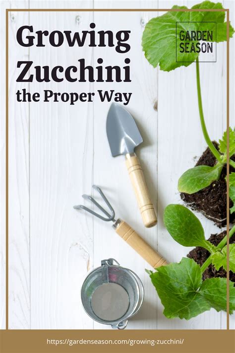 Growing Zucchini Garden Season Guide From Planting To Harvesting