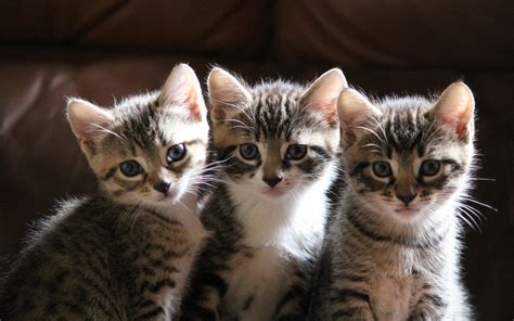 Three Little Kitten Wallpapers And Images Wallpapers